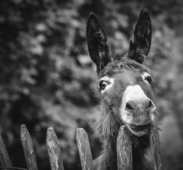 Egy aranyos szamár Jogdíjmentes Stock Fotók