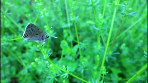 Schmetterling sitzt auf einer Pflanze und öffnet Flügel — Stockvideo