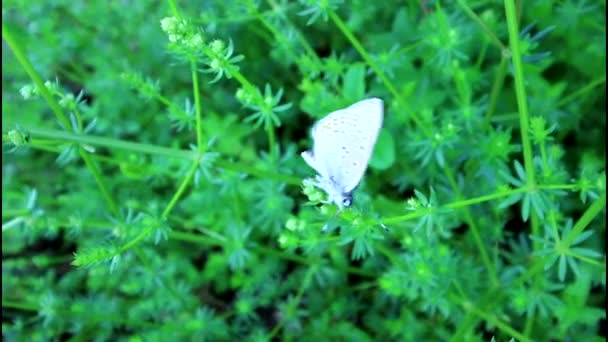 Butterfly sitting on a plant and opening wings — Stock Video