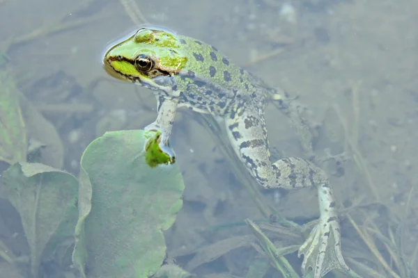 Frog- de cerca — Foto de Stock