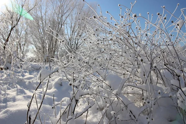 Paesaggio invernale con neve — Foto Stock