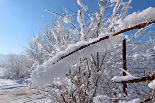 Paysage hivernal avec arbres — Photo