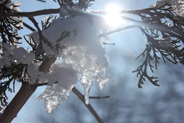 Branche, neige et lumière du soleil — Photo