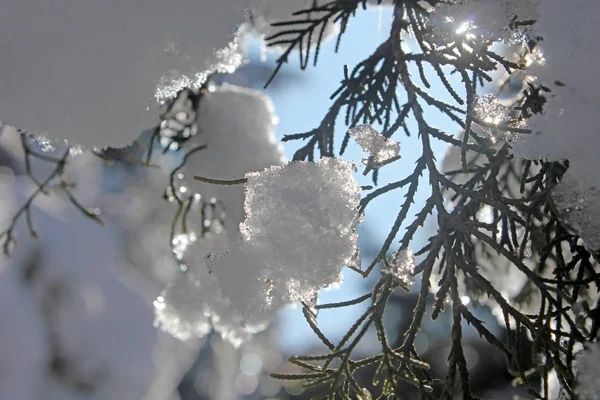 Branch, snow and sun — Stock Photo, Image