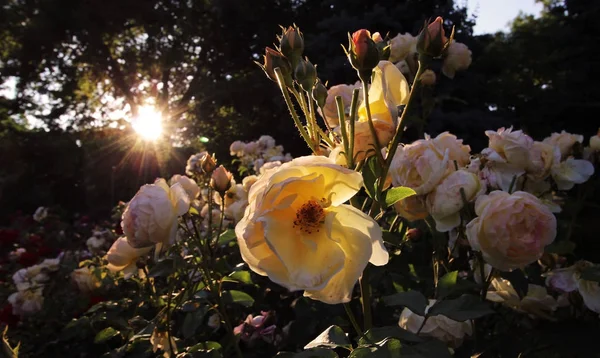 Rose gialle nella luce posteriore — Foto Stock