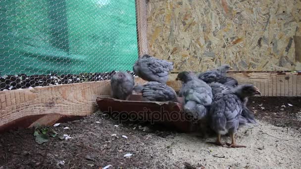 Néhány csirkék barangol körül, és enni. Egyikük jön. HD — Stock videók