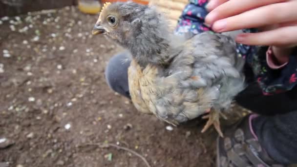 Poulet dans les mains de l'enfant - fermer. vidéo hd — Video