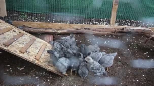 Některé kuřata jíst za čisté — Stock video