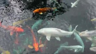     Renkli Koi sazan Balık yüzme gölet, Hd video 