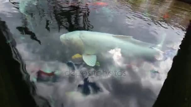 Kleurrijke Koi karper vissen zwemmen in de vijver, Hd-video — Stockvideo