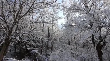 Güneş ve kış aylarında kar ile orman  