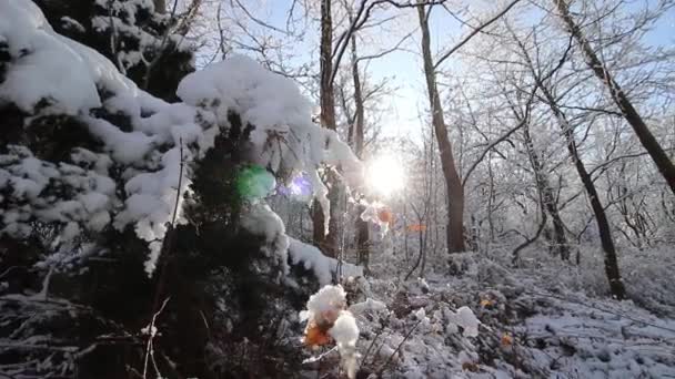 Solen och The Forest med snö under The Winter - flytta kameran, hd — Stockvideo