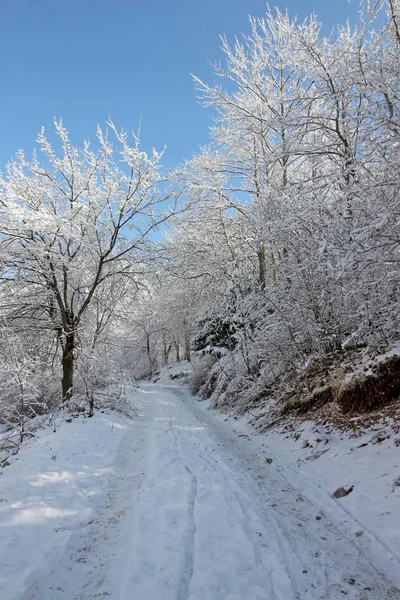 Árboles congelados y un camino — Foto de Stock