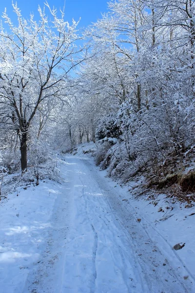 Paisaje invernal con bosque — Foto de Stock