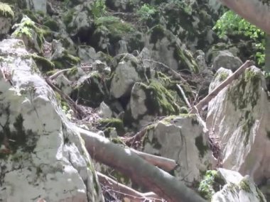 Bahar zamanı, örümcek ağı, hareketli kamera ses - kuş şarkı, hd video ile