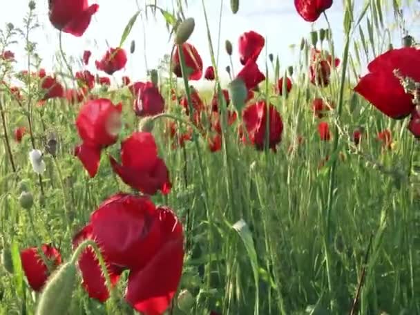 Feld Von Roten Mohnblumen Und Wind Mit Audio Vogelgesang — Stockvideo