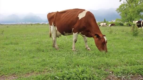 Καφετιά Αγελάδα Τρώει Γρασίδι Και Μερικά Πουλιά Βίντεο — Αρχείο Βίντεο