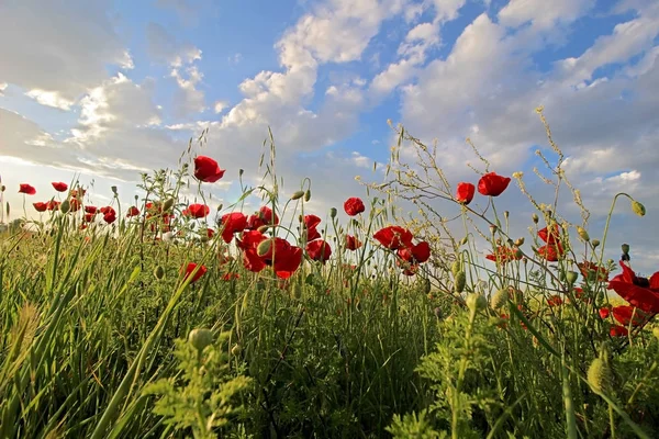 Blommor Röd Vallmo Blomma Fält Och Blå Himmel Med Moln — Stockfoto