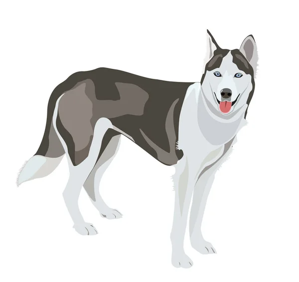 Huskey Wolf Dog Vector Illustration — Stock Vector