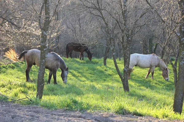 Tres Caballos Negro Blanco Marrón — Foto de Stock