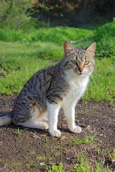 Sitting Cat Road — Stock Photo, Image