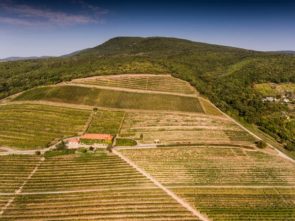 Viñedo de vista de pájaro — Foto de Stock