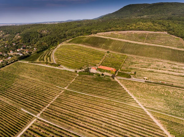 Viñedo de vista de pájaro — Foto de Stock