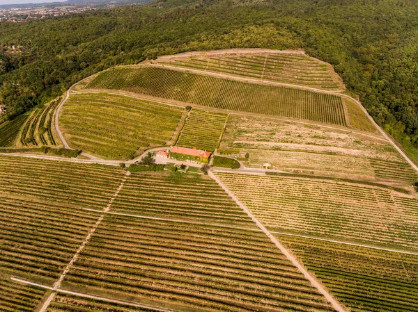 Viñedo de vista de pájaro — Foto de Stock