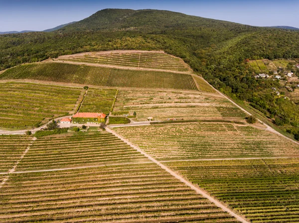 Viñedo de vista de pájaro — Foto de Stock