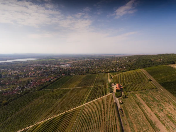 Viñedo de vista de pájaro — Foto de Stock