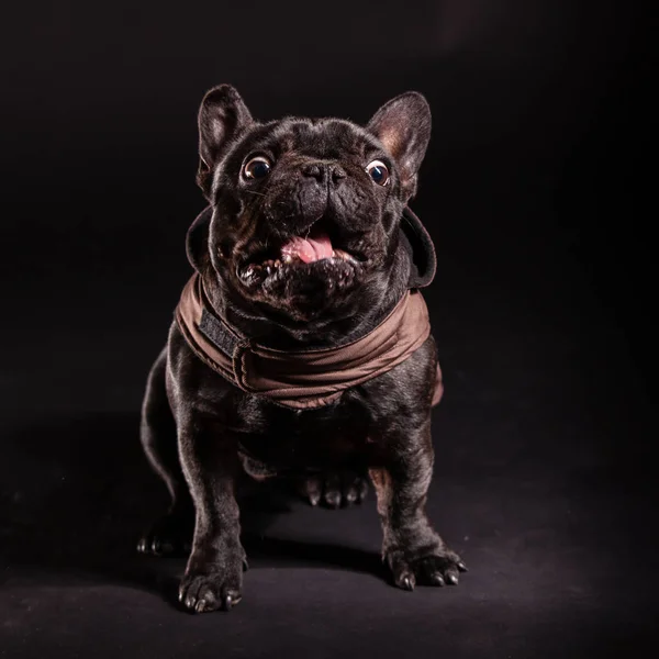 Zwarte Franse bulldog — Stockfoto