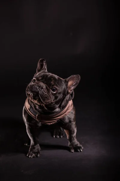 Een Franse bulldog — Stockfoto