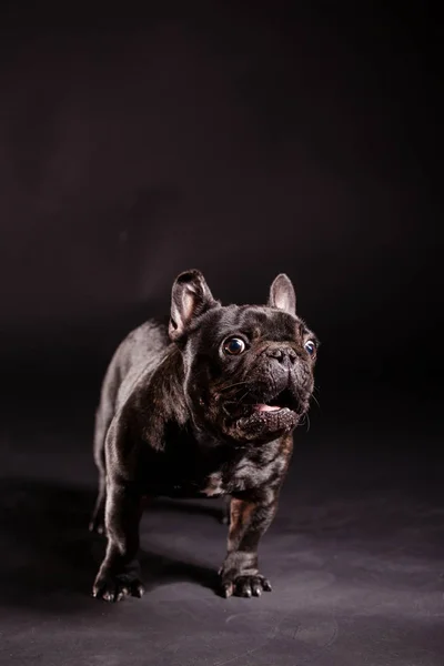 Zwarte Franse bulldog — Stockfoto