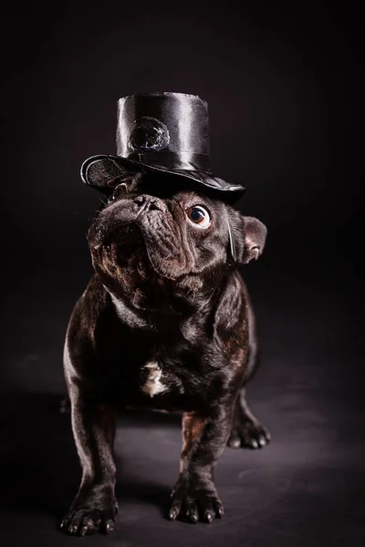 Elegante Franse bulldog — Stockfoto