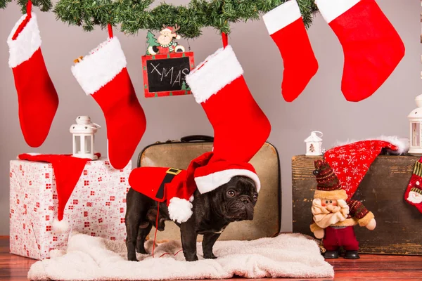 Santa dog in studio — Stock Photo, Image