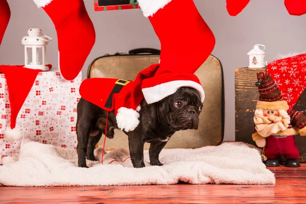 Santa french bulldog — Stock Photo, Image