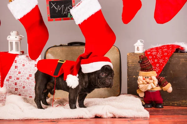 Santa Franse bulldog — Stockfoto