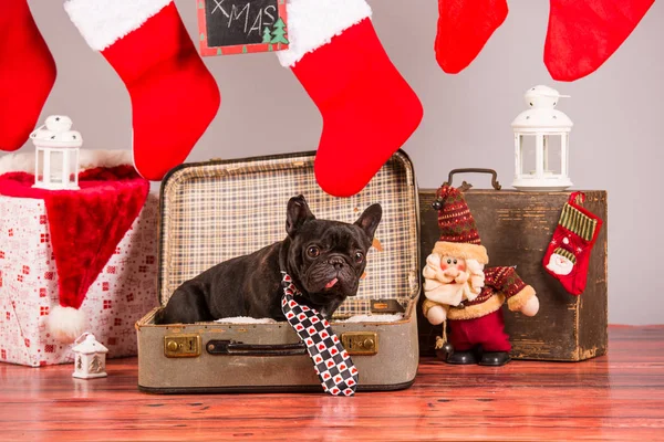 French bulldog with christmas decoraion — Stock Photo, Image