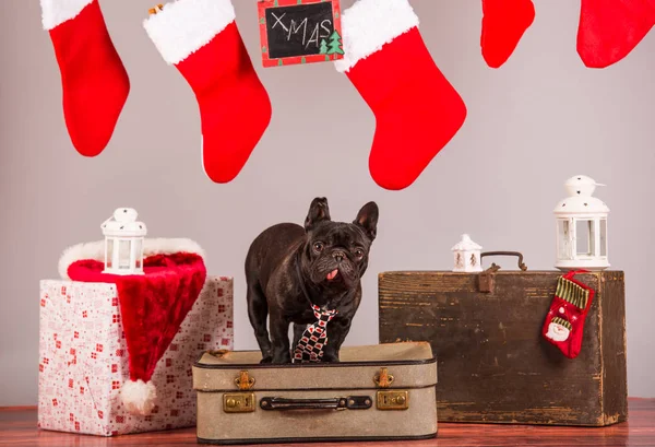 Französische Bulldogge mit Weihnachtsdekoration — Stockfoto