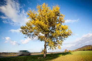 büyük ağaç yolu ile
