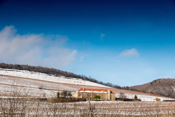 Vineyard in winter time — Stock Photo, Image