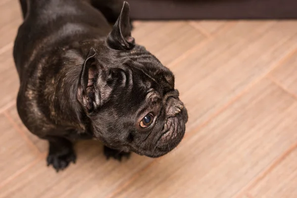 french bulldog at home