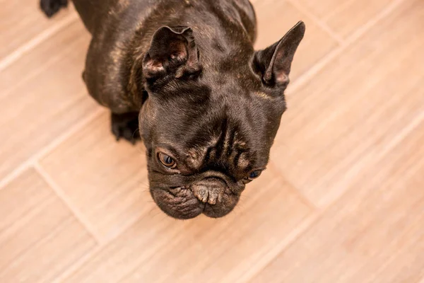 french bulldog at home