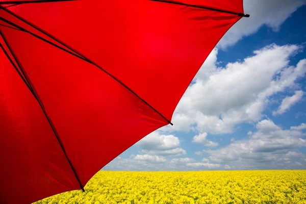 Rapsfeld mit rotem Regenschirm — Stockfoto