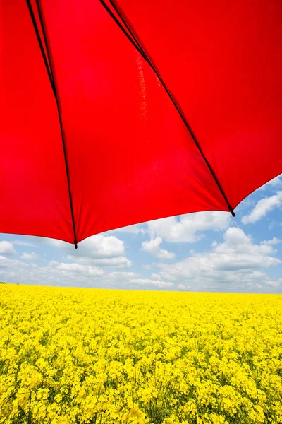 Campo de violación con paraguas rojo —  Fotos de Stock