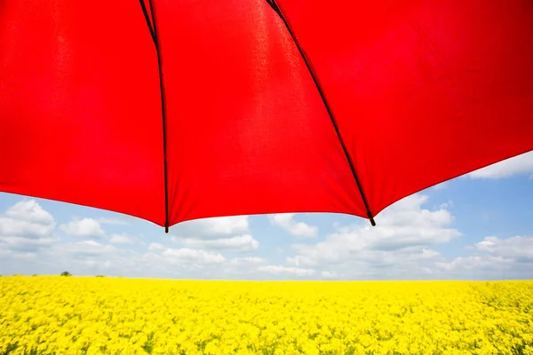 Rapsfeld mit rotem Regenschirm — Stockfoto