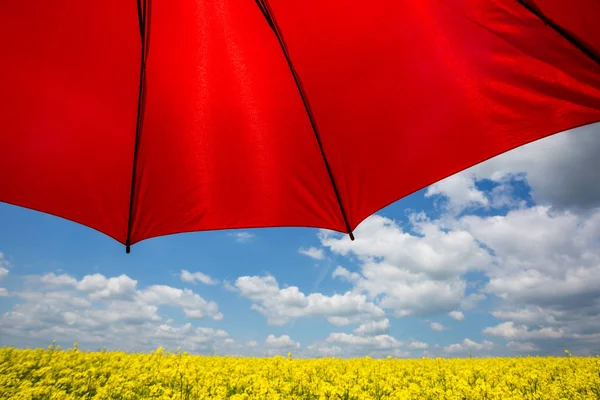 Champ de viol avec parapluie rouge — Photo