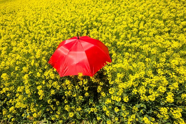 Pole rzepaku z czerwony parasol — Zdjęcie stockowe