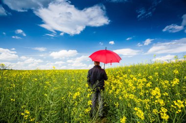 Businessman in rape field with umbrella clipart