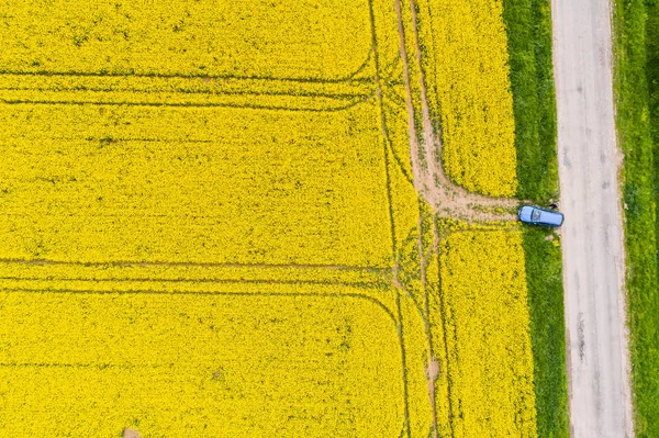 Luftaufnahme des Rapsfeldes — Stockfoto